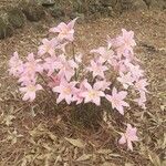 Zephyranthes robusta Habit