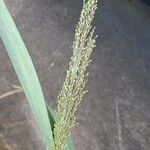 Urochloa maxima Цветок