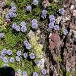 Globularia repens Fleur