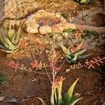 Aloe inermis Habit