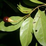 Nectandra umbrosa Fruto