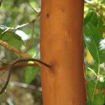 Arbutus menziesii Bark