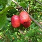 Cornus masVrucht