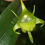Aeranthes ramosa Flower