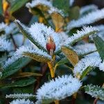 Rhododendron sanguineum Virág