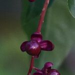 Trichostigma octandrum Gyümölcs