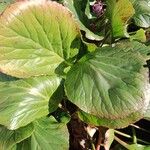 Bergenia crassifolia Blad