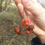 Euonymus europaeusПлод