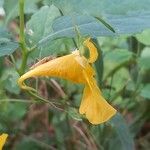 Impatiens noli-tangere Flower