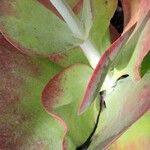 Kalanchoe tetraphylla 葉