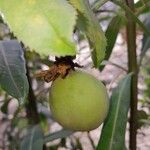 Passiflora edulis Froito