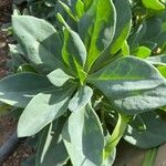 Kleinia grantii Hoja