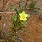 Hibbertia pulchellaFleur