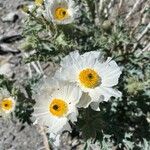 Argemone corymbosa Flower