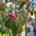 Cotoneaster frigidus Gyümölcs