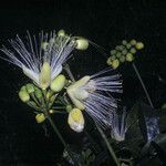 Caryocar microcarpum Flor