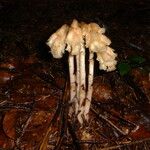 Monotropa hypopitys Květ