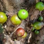 Plinia cauliflora Fruit