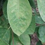 Amelanchier canadensis Leaf