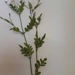 Jasminum officinale Лист