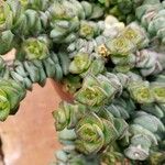 Crassula perforata Folha