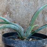 Yucca baccata Hábito