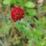 Trifolium incarnatumFlower