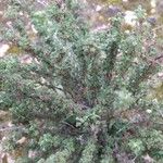 Adenocarpus foliolosus Blatt