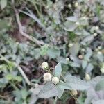 Acmella paniculata Virág