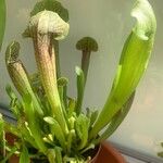 Sarracenia rubra Levél