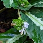 Goeppertia undulata 花