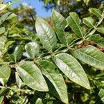 Rhus copallinum Ліст