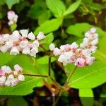 Koenigia campanulata Flower