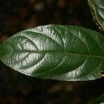 Ampelocera edentula Leaf