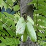 Averrhoa bilimbi Fruit