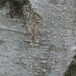 Alnus cordata Rusca