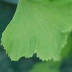 Hemionitis pteridioides Leaf