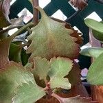 Kalanchoe longiflora Leaf