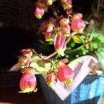 Kalanchoe miniata Blüte