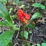 Arum cylindraceumFroito