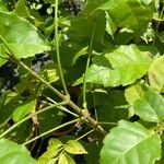 Handroanthus serratifolius Leaf