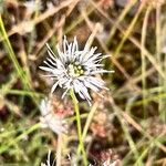 Jasione maritimaFlower