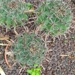 Ferocactus herrerae Habitatea