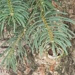 Abies concolor Leaf