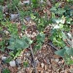 Aristolochia pistolochia Habit