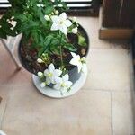 Solanum jasminoides Λουλούδι