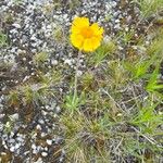 Tetraneuris herbacea Flower