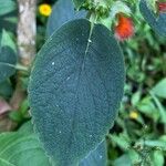 Kohleria spicata Leaf