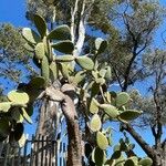 Opuntia leucotricha Blatt