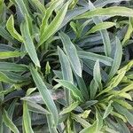 Coreopsis auriculata Hoja